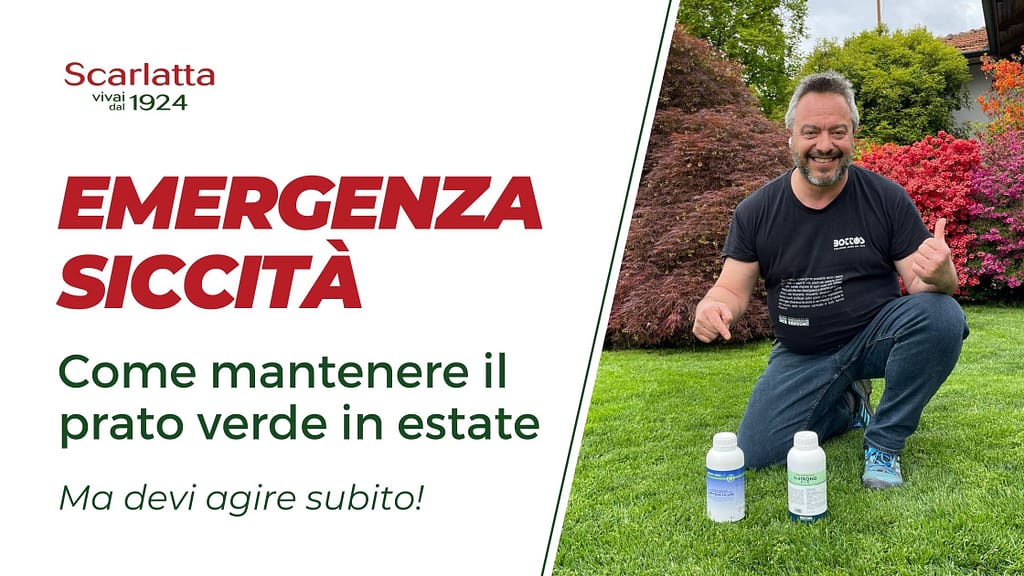 emergenza siccità come mantenere il prato verde in estate