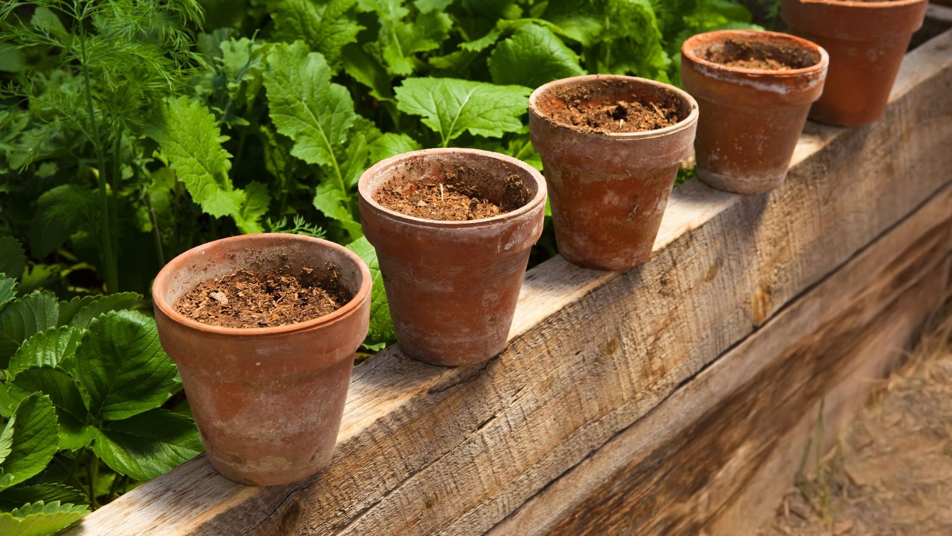 terriccio agrumi in vaso scarlatta