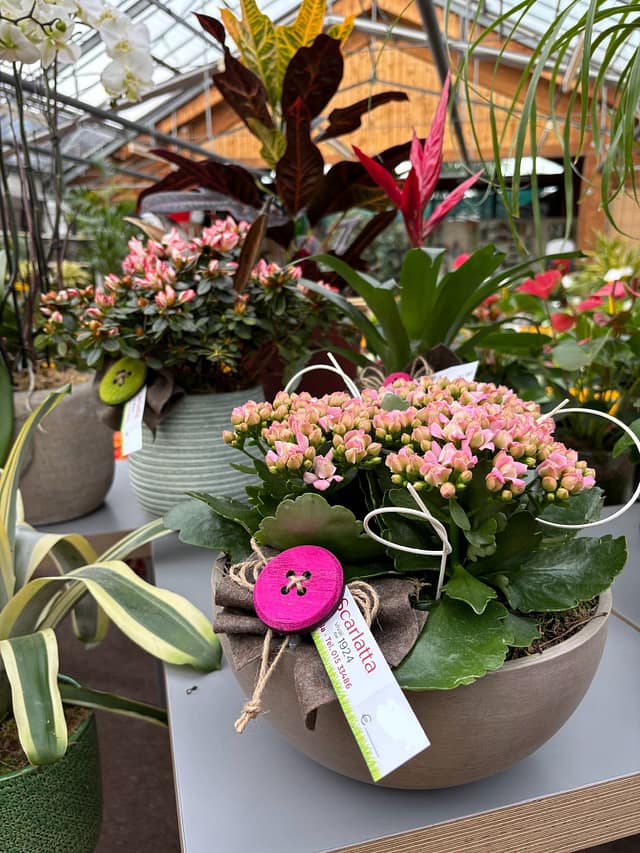 kalanchoe scarlatta piante