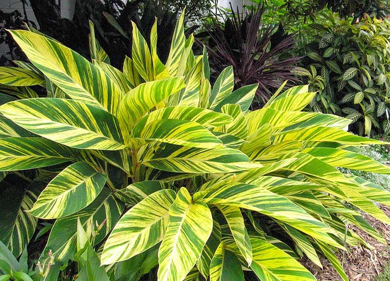 alpinia variegata
