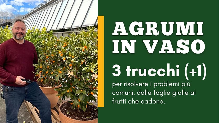 agrumi-in-vaso