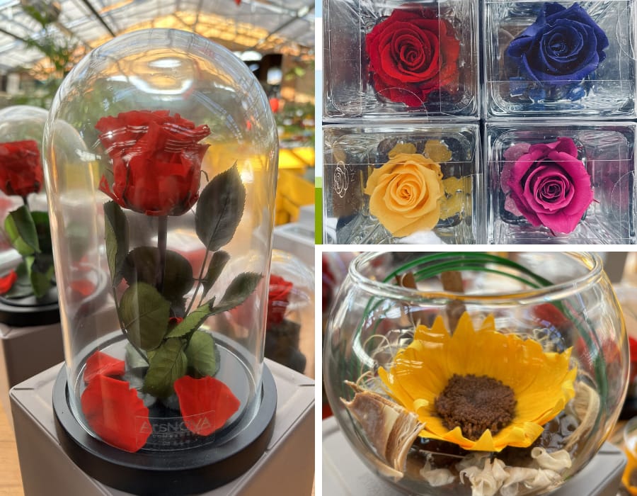 fiori stabilizzati